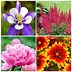 Image result for Flowering Shrubs for Full Sun Perennial