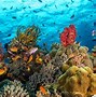 Image result for Tropical Sea Life