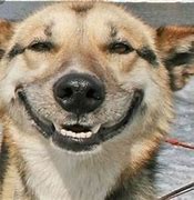Image result for Smiley Dog Face Meme