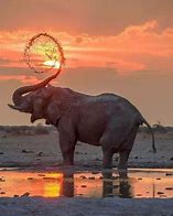 Image result for Afrikanischer Elefant Bilder