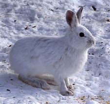 Image result for Snowshoe Hare in Snow