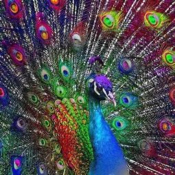 Image result for Watercolor Peacock