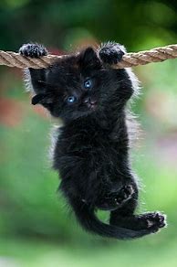 Image result for Cat Hanging From Rope