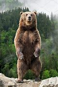 Image result for Log Standing Up Right