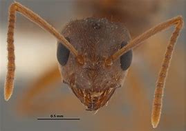 Image result for Ant Face