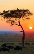 Image result for African Landscape Sunset