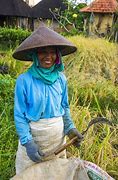Image result for Bali Rice Paddies