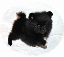Image result for Puppies for Sale Near Me