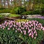 Image result for May Flowers Spring