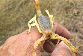 Image result for Mexican Scorpion