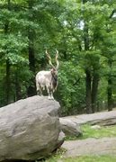 Image result for Bronx Zoo Goat