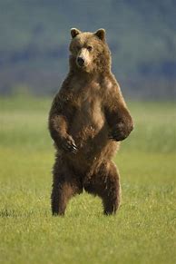 Image result for Grizzly Bear Standing Upright