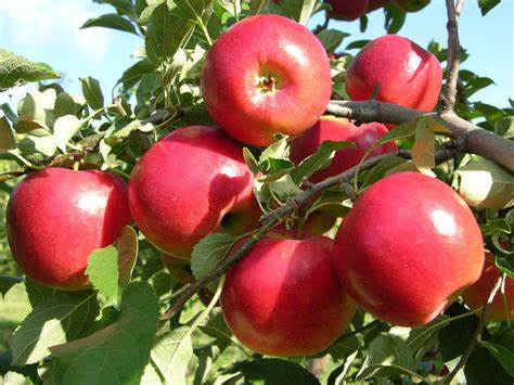 12 Popular Fruit Bearing Trees That Are Easy To Grow – The Self ...