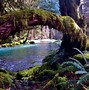 Image result for olympic national park pictures
