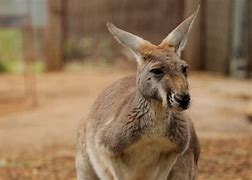 Image result for Australia Perth Zoo Kangaroo