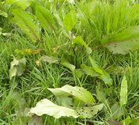 Image result for Dock Weed