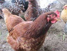 Image result for Laying Chickens