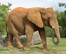 Image result for Elefant Bilder