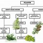 Image result for Plant-Type Chart