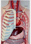 Image result for Organs Under Rib Cage