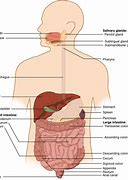 Image result for Digestive System Map