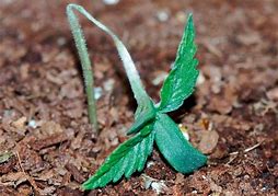 Image result for Damping-off of seedlings is caused by