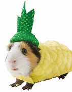 Image result for Guinea Pig Halloween Costume Ideas
