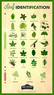 Image result for Plant Leaf Identification Chart