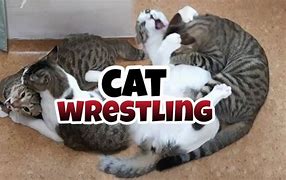 Image result for East Coast Cats Wrestlers