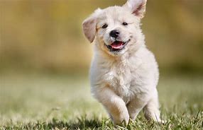 Image result for Cute Dogs 4K