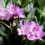 Image result for African Violets Simple Jpg