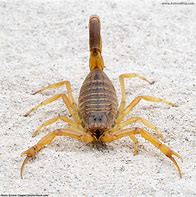 Image result for Dangerous Scorpion Animal