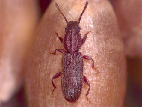 Eight common insect pests - Sawtoothed grain beetle