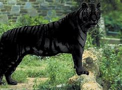 Image result for Black Panther Tiger