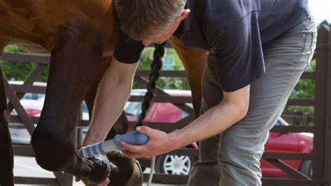 Shockwave Therapy | Stable Close Equine Practice | Winchester, Hampshire