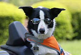 Image result for Funny Dog Wallpapers for Computers
