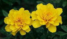 Yellow marigolds flowers summer Free stock photos in JPEG ( jpg