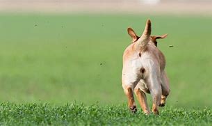 Image result for dog running away