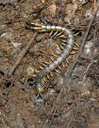 Image result for Blue Centipede