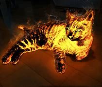 Image result for Fire Colored Cat