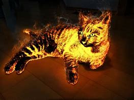 Image result for Real Cat On Fire