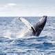 Image result for Meet the Animals Humpback Whale