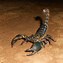 Image result for Deadliest Scorpion in the World