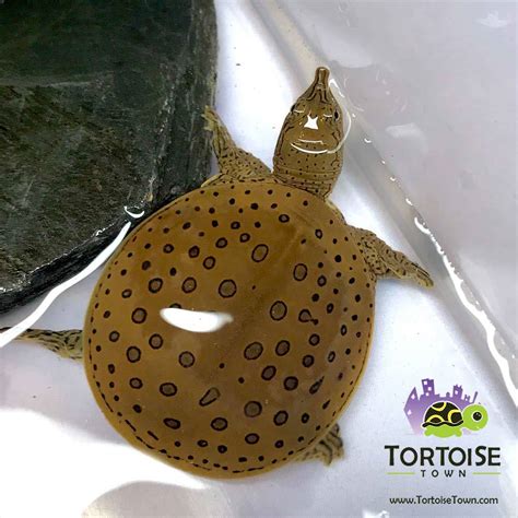 Spiny Softshell Turtle For Sale