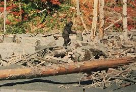 Image result for Bluff Creek Bigfoot Location