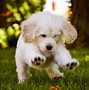 Image result for Cute Dog Wallpaper