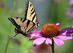 Image result for Butterfly Species
