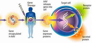 Image result for Hurler Syndrome Gene Therapy