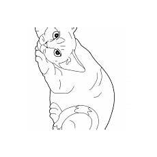 Cats Coloring Pages Coloring Kids