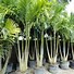 Image result for Orlando FL Palm Trees
